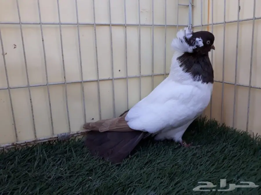 انثى سوداني امريكي Top (image 5)