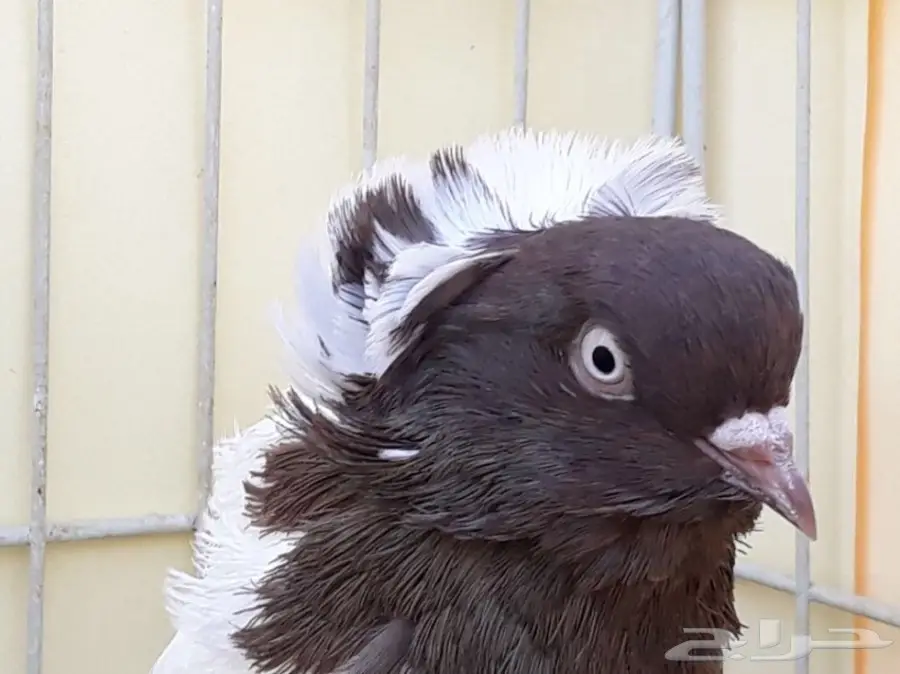 انثى سوداني امريكي Top (image 6)