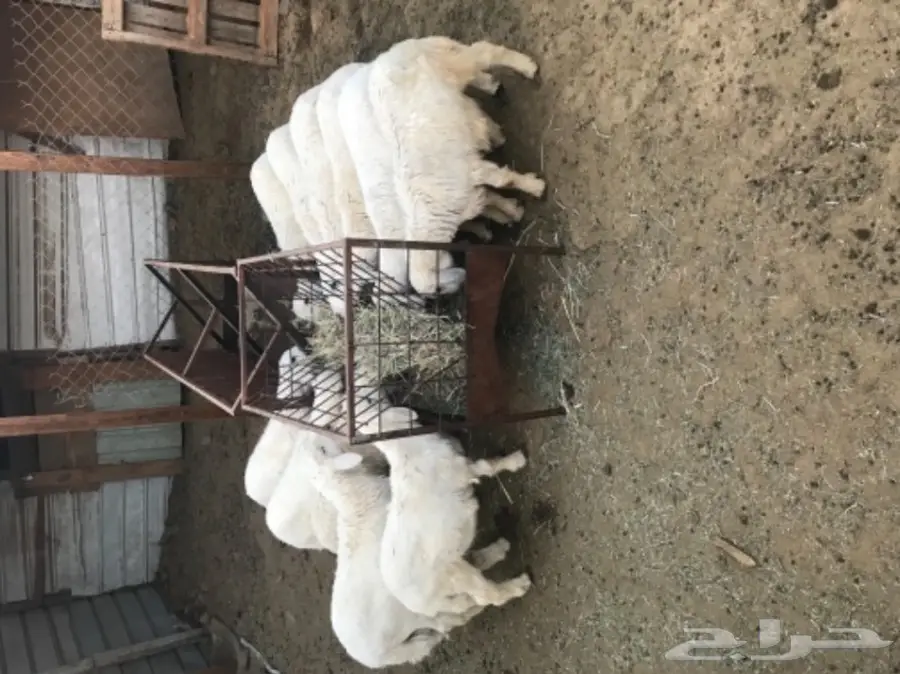 10 طليان بهم نظاف وكفو