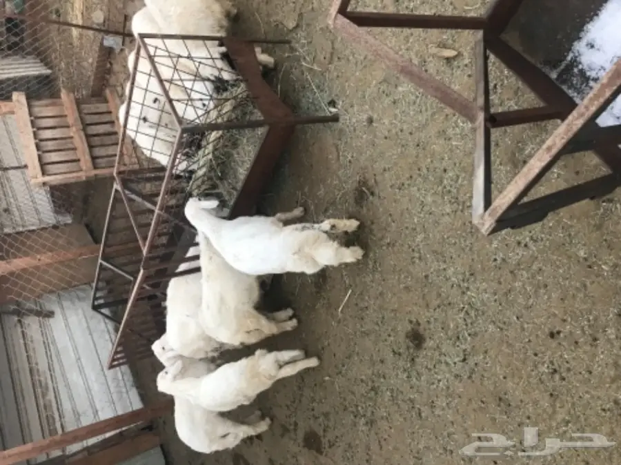 10 طليان بهم نظاف وكفو (image 1)