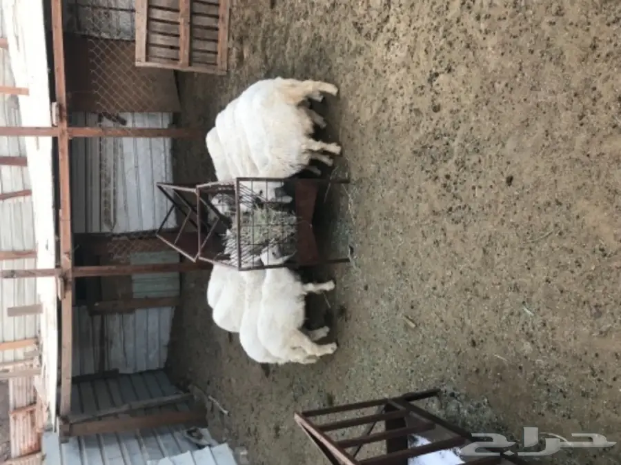 10 طليان بهم نظاف وكفو (image 2)