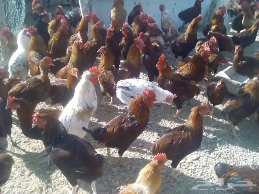 ديوك للبيع عدد 70 عمر 8 شهور 