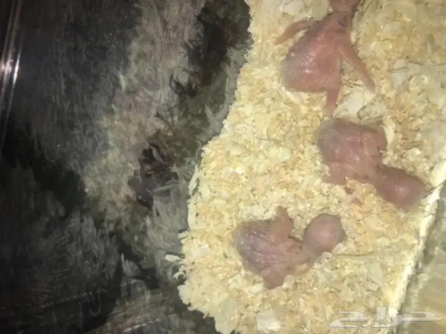 للبيع فرخ روز البينو عمره اسبوع غر اخر واحد 