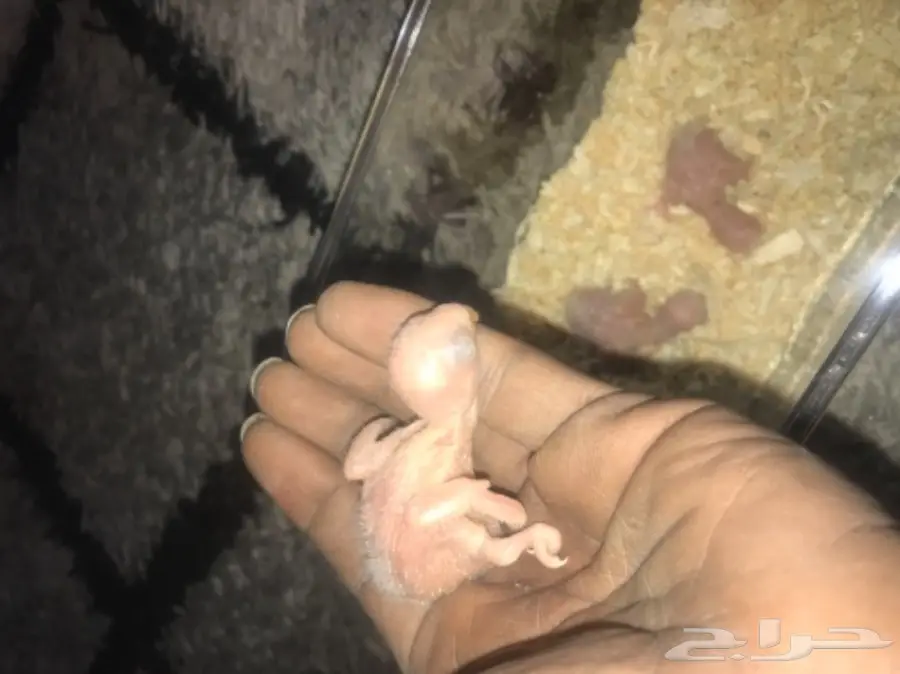 للبيع فرخ روز البينو عمره اسبوع غر اخر واحد  (image 3)