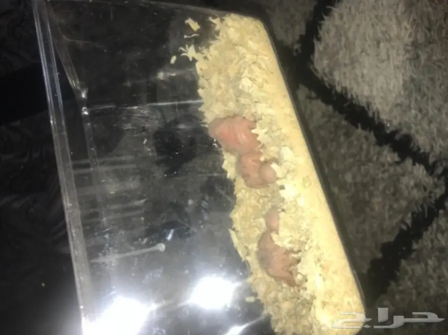 للبيع فرخ روز البينو عمره اسبوع غر اخر واحد  (image 4)