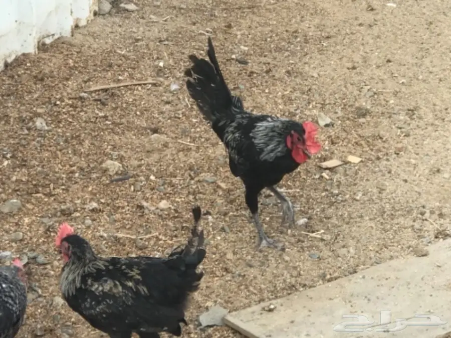 للتقبيل مشروع دواجن بلدي وفيومي