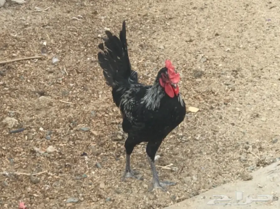 للتقبيل مشروع دواجن بلدي وفيومي (image 1)