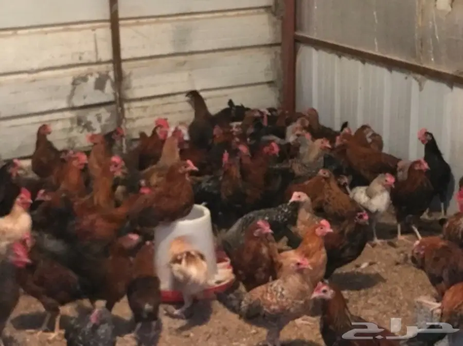 للتقبيل مشروع دواجن بلدي وفيومي (image 2)