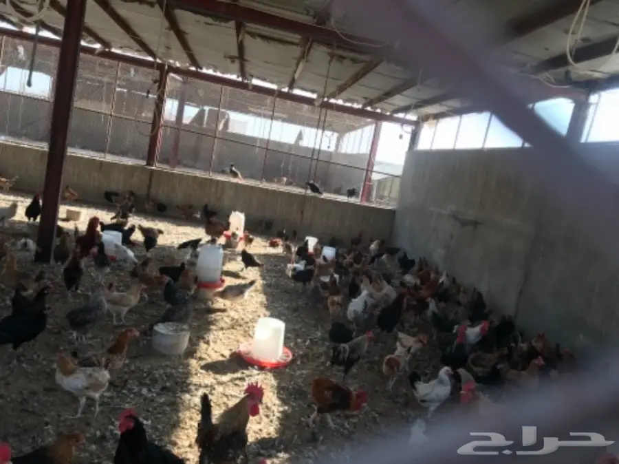 للتقبيل مشروع دواجن بلدي وفيومي (image 4)