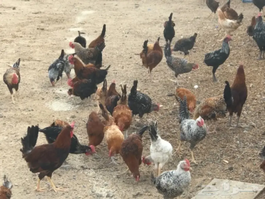 للتقبيل مشروع دواجن بلدي وفيومي (image 6)