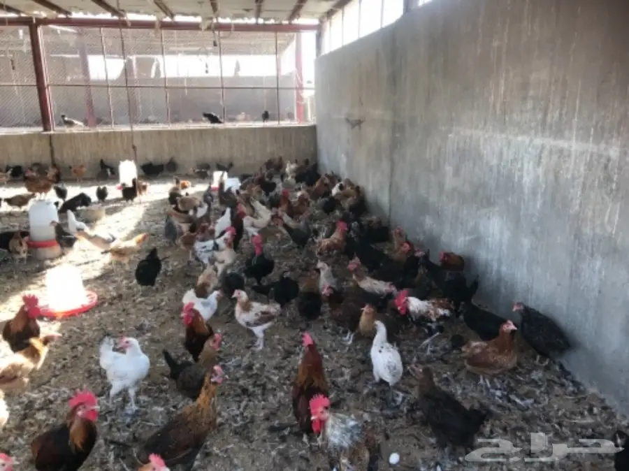 للتقبيل مشروع دواجن بلدي وفيومي (image 7)