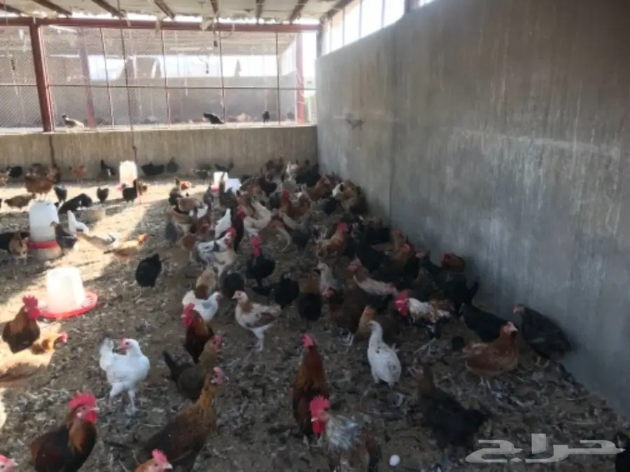 للتقبيل مشروع دواجن بلدي وفيومي (image 8)