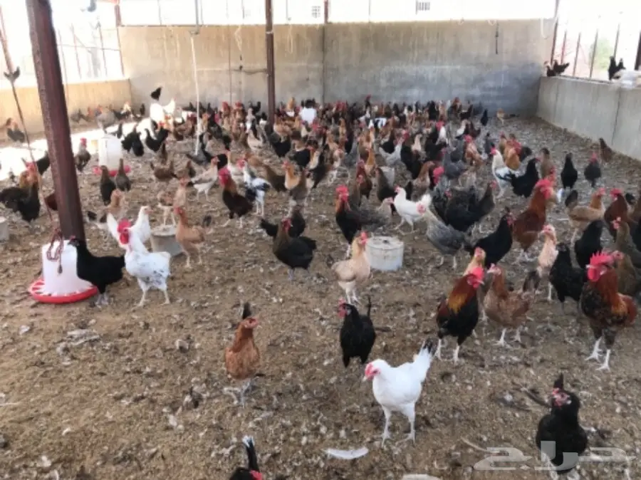 للتقبيل مشروع دواجن بلدي وفيومي (image 11)