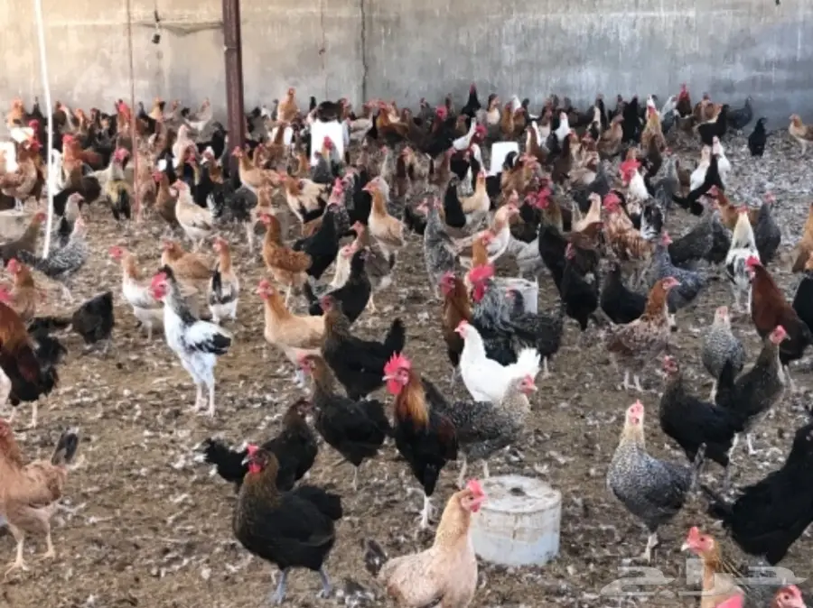 للتقبيل مشروع دواجن بلدي وفيومي (image 12)