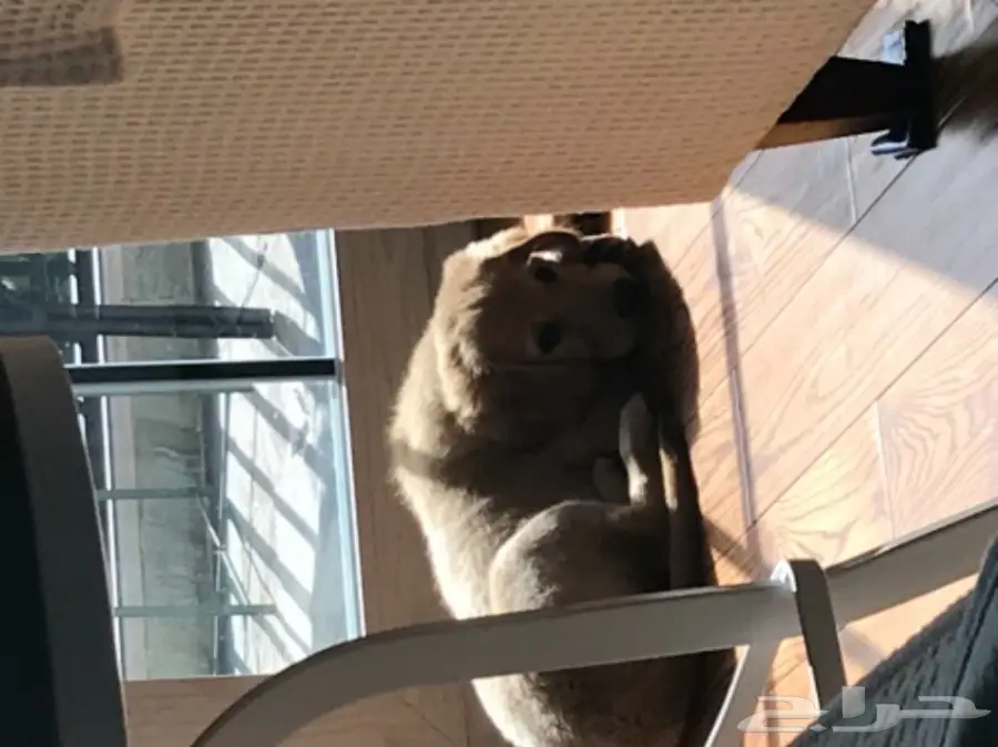 كلاب جولدن رتريفر أصيخ - أفراد وأشقاء