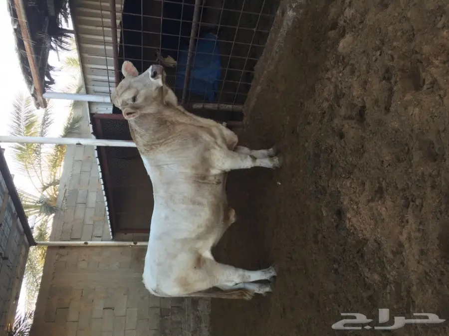 ثور فحل  الماني ابيض فاخر جدا 