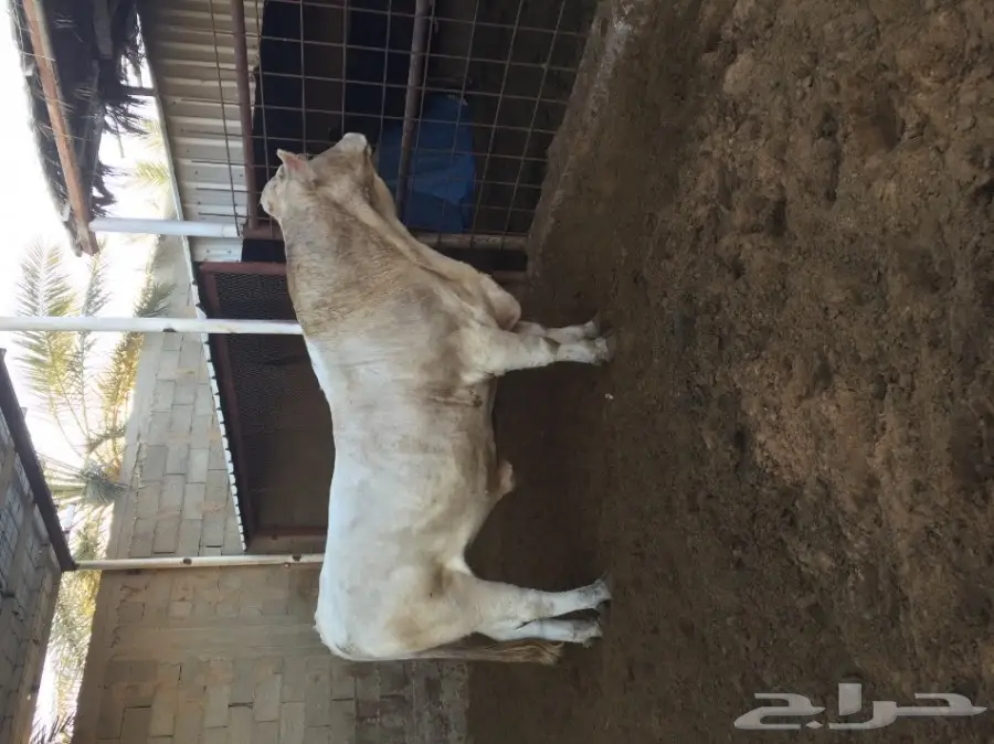 ثور فحل  الماني ابيض فاخر جدا  (image 1)