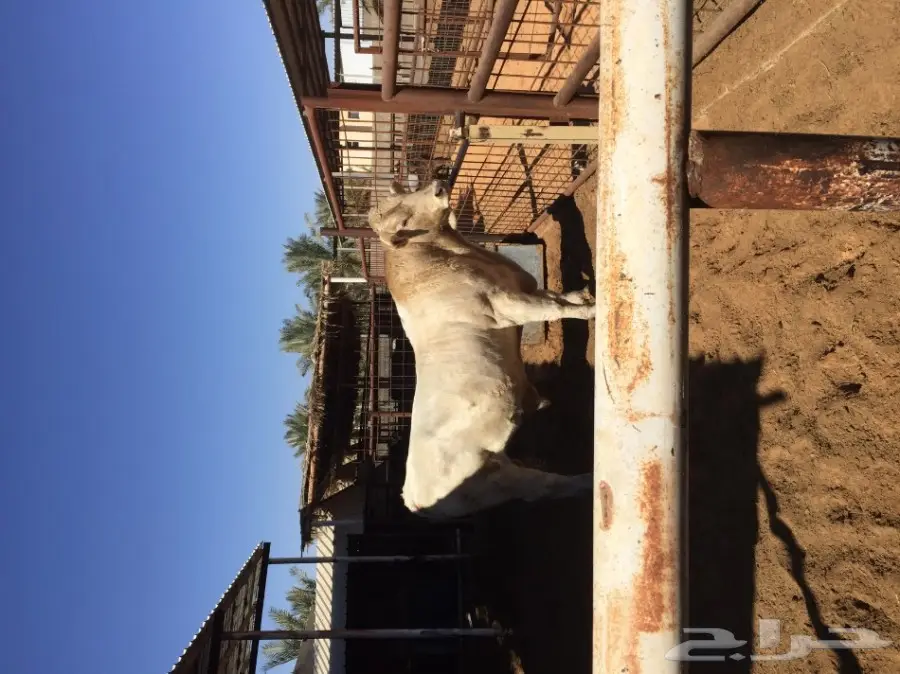 ثور فحل  الماني ابيض فاخر جدا  (image 2)