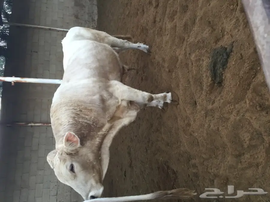 ثور فحل  الماني ابيض فاخر جدا  (image 3)