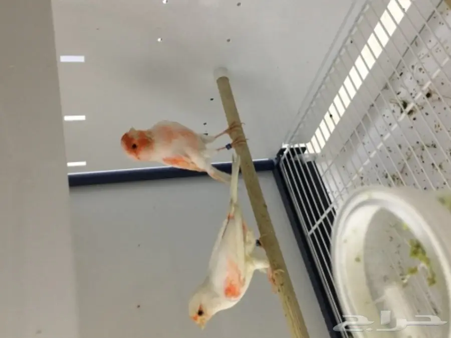 جوز موزاييك معاه 4 فروخ (image 1)