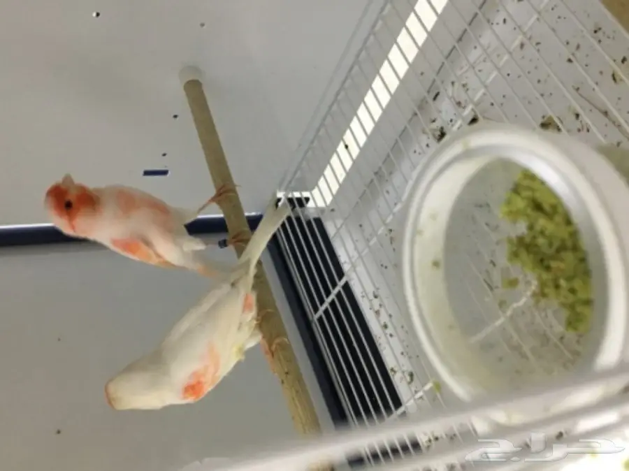 جوز موزاييك معاه 4 فروخ (image 2)