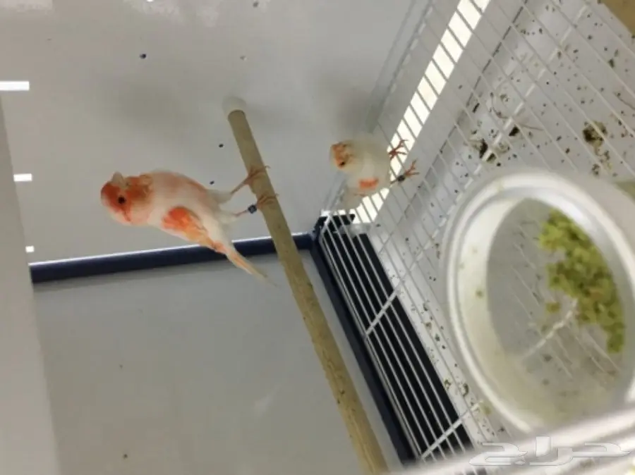 جوز موزاييك معاه 4 فروخ (image 3)