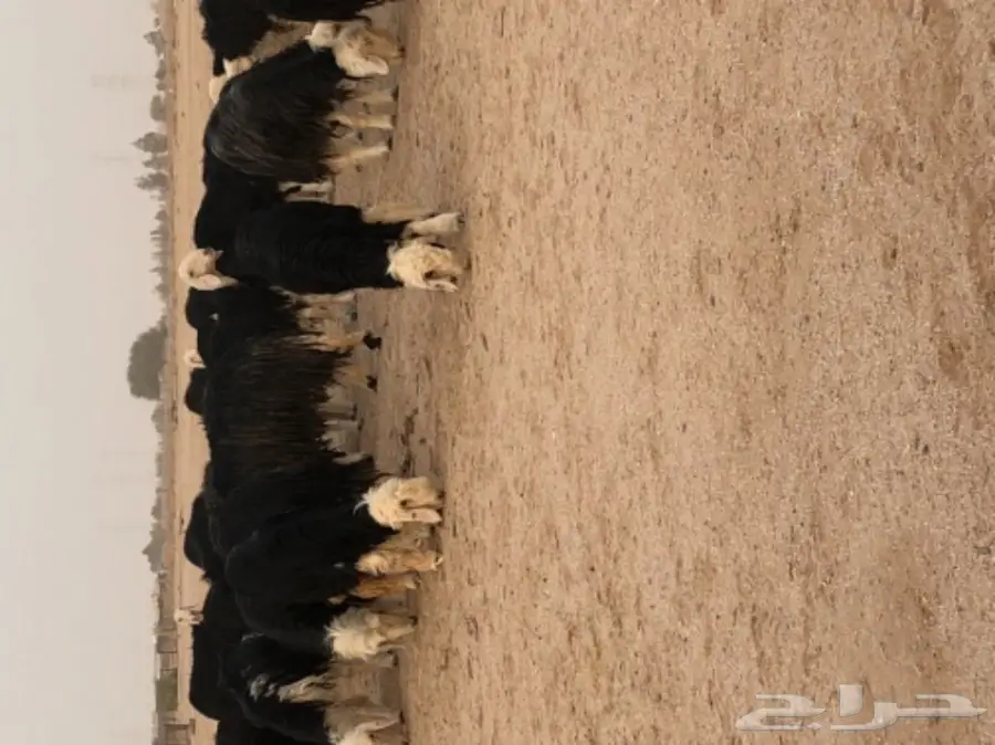 غنم نجد صنف - الدوادمي