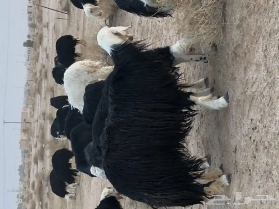 غنم نجد صنف - الدوادمي (image 1)