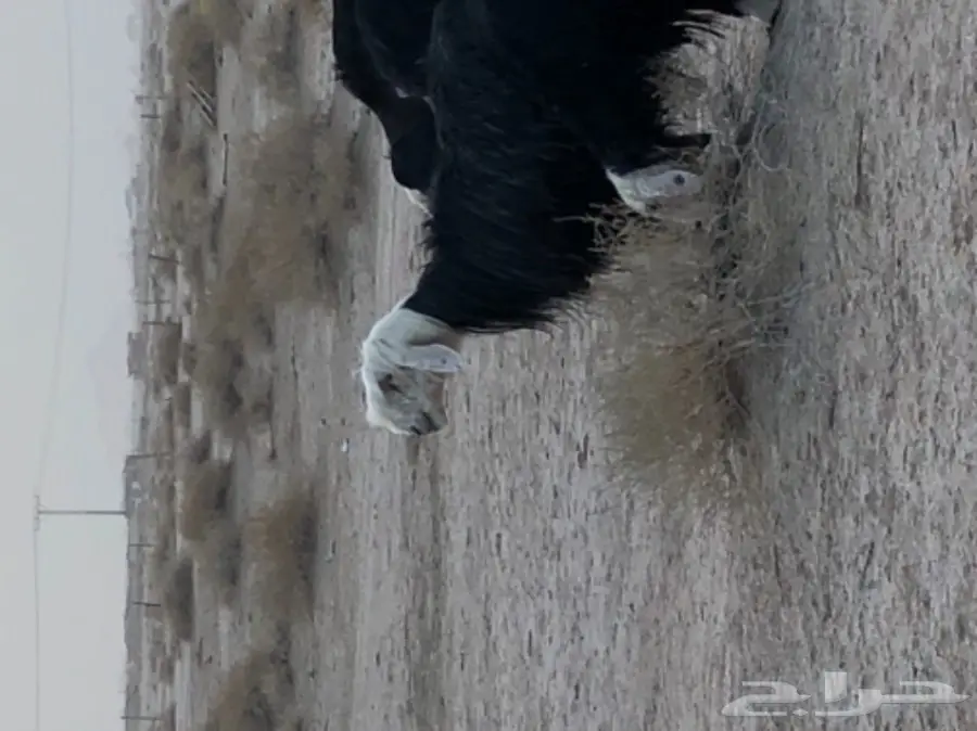 غنم نجد صنف - الدوادمي (image 2)