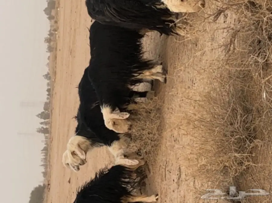 غنم نجد صنف - الدوادمي (image 3)