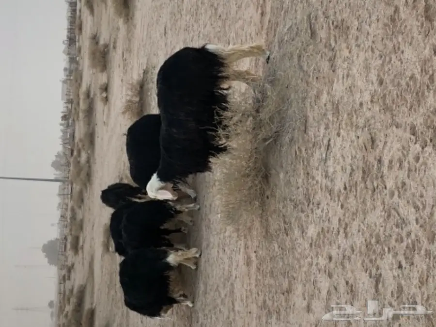 غنم نجد صنف - الدوادمي (image 4)