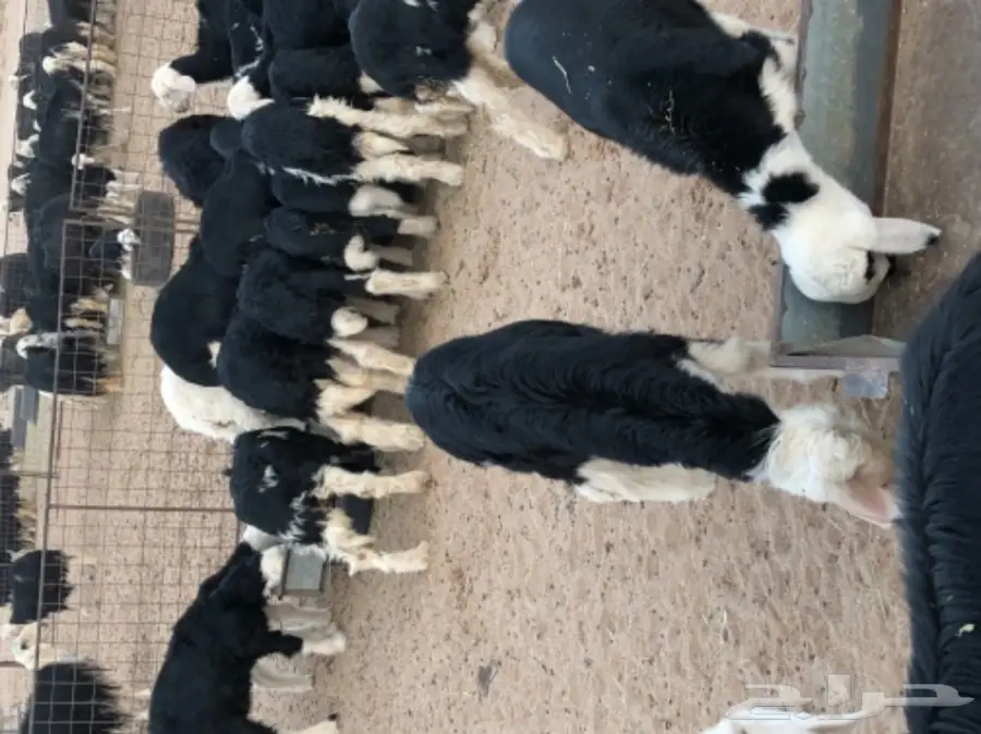 غنم نجد صنف - الدوادمي (image 6)