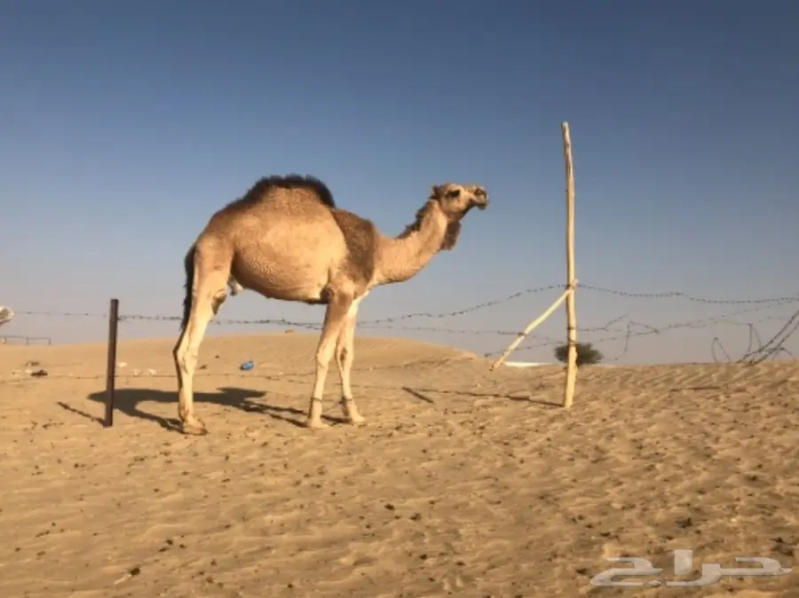 فحل للبيع على مستوى 