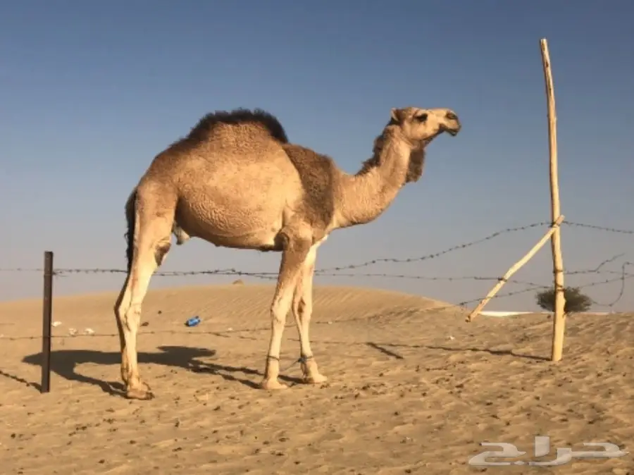 فحل للبيع على مستوى  (image 1)