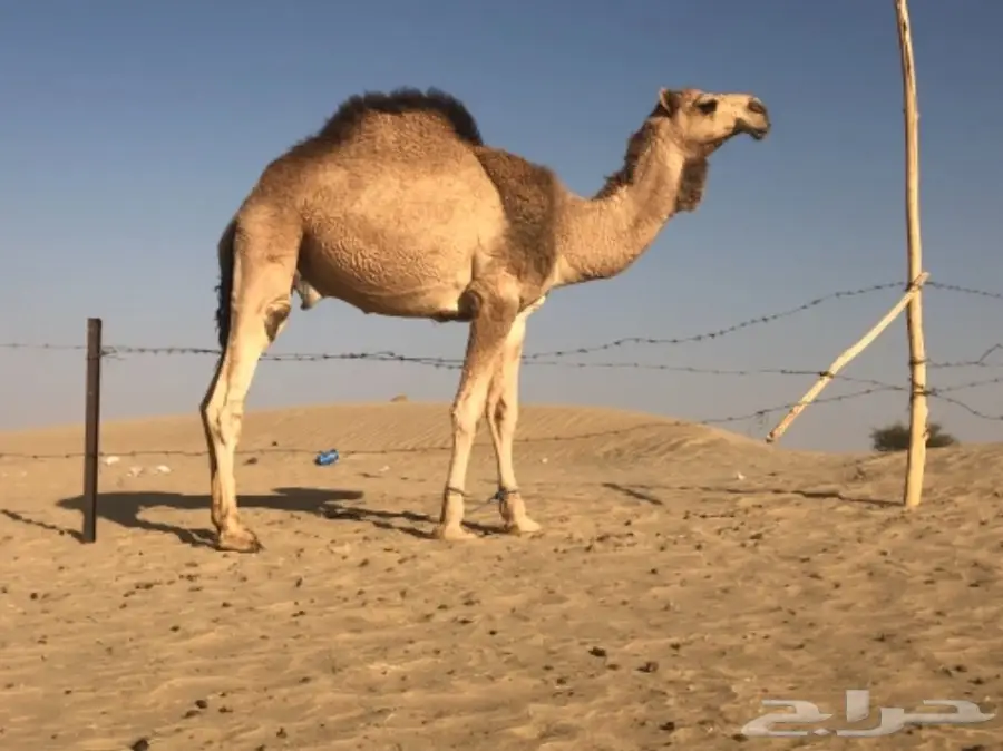 فحل للبيع على مستوى  (image 2)