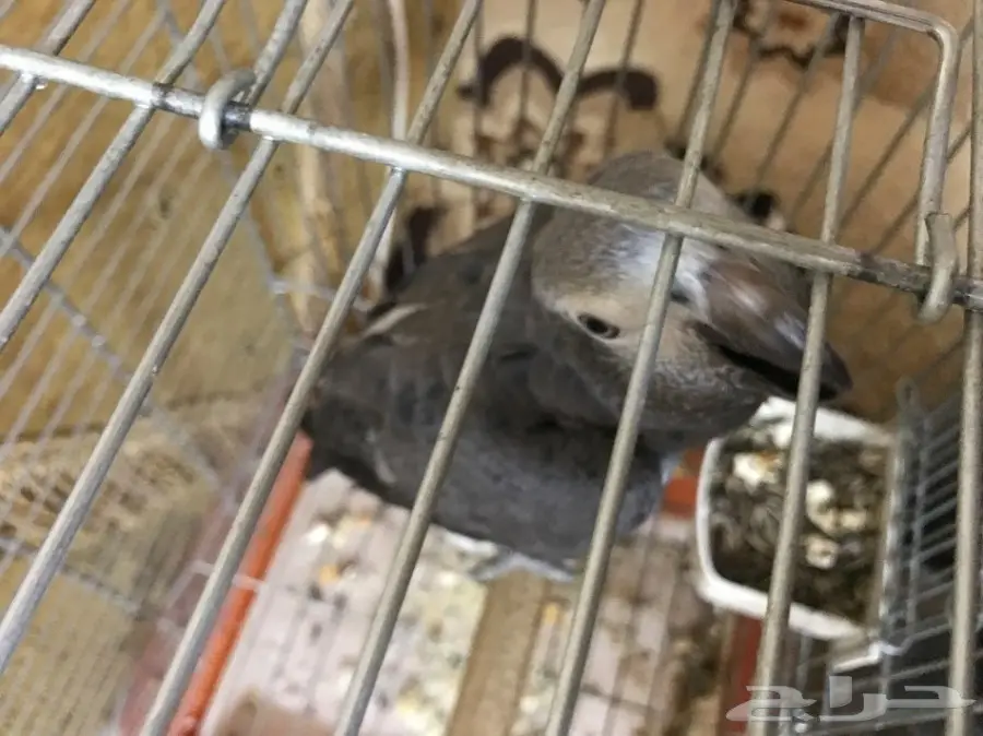 ببغاء غيني فرخ (image 2)