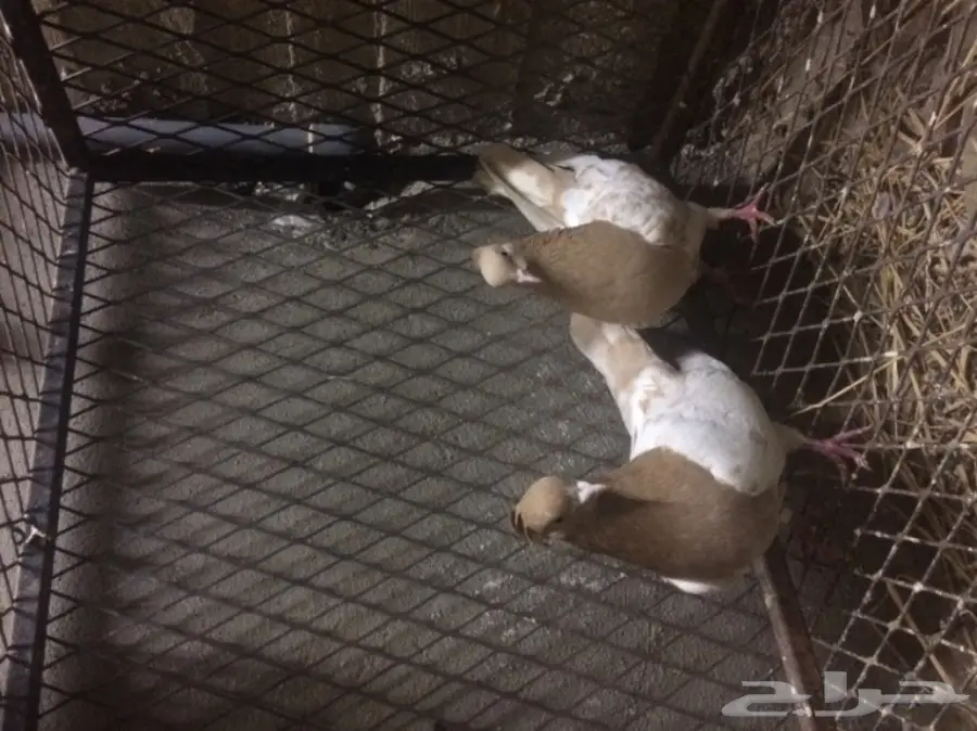 زوج ايراني مشهدي 