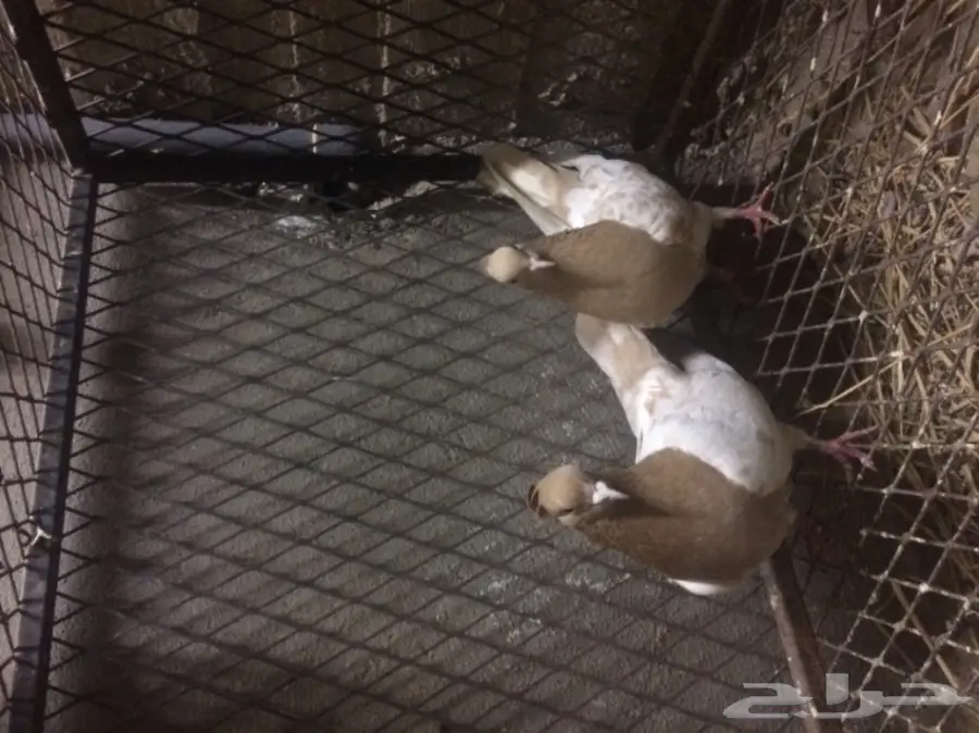 زوج ايراني مشهدي  (image 1)