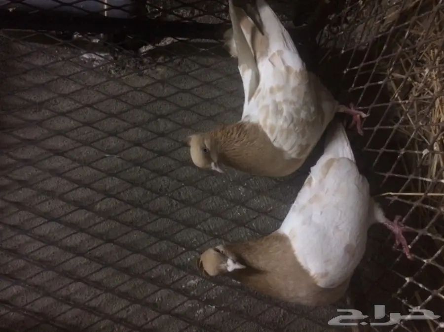 زوج ايراني مشهدي  (image 2)