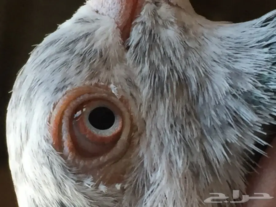 حمام. قطايف. بكستاني 