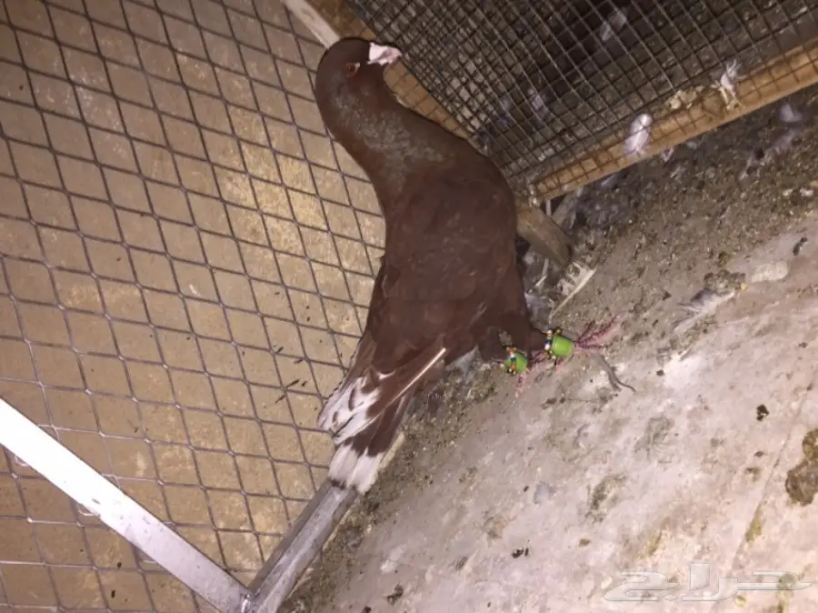 ذكر شكلي TOP (image 1)