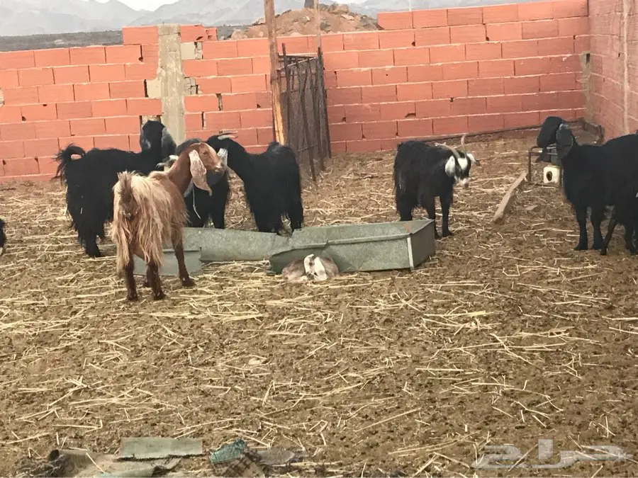 للبيع: غنم متنوع و عالي الجودة (image 4)