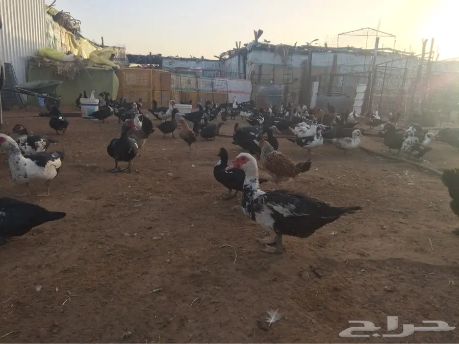 بط بح ودجاج 