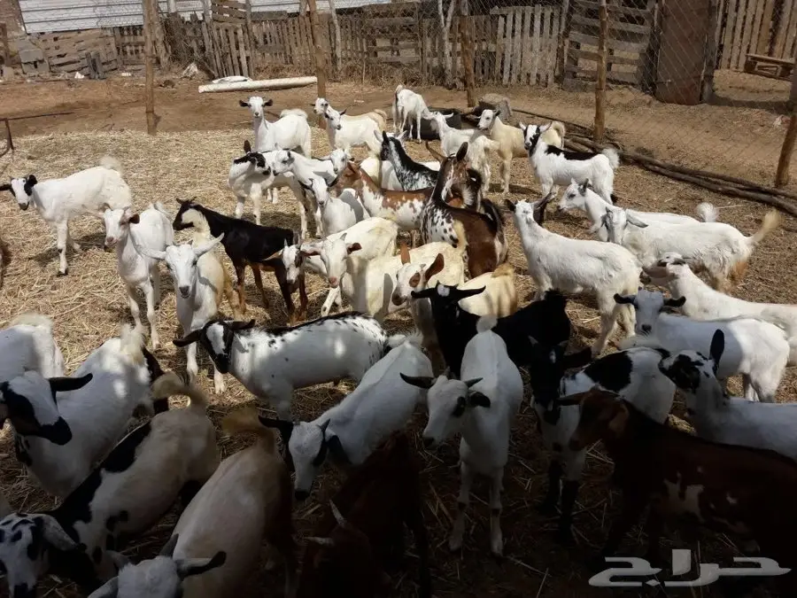 جازان ابوعريش (image 3)