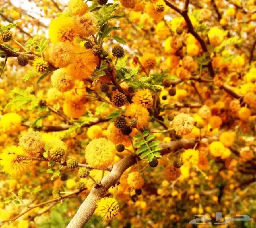 للبيع شتلات طلح الفتنه - الرياض 