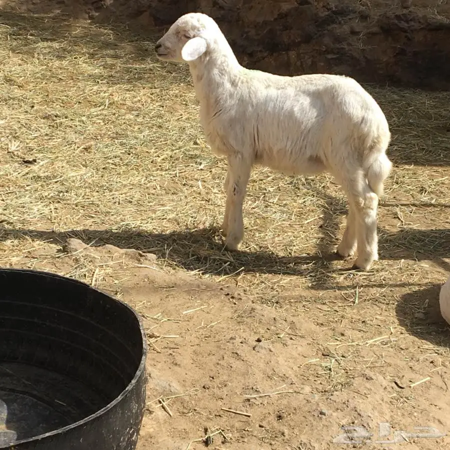 غنم ممتاز - فرصة لا تُفوّت!