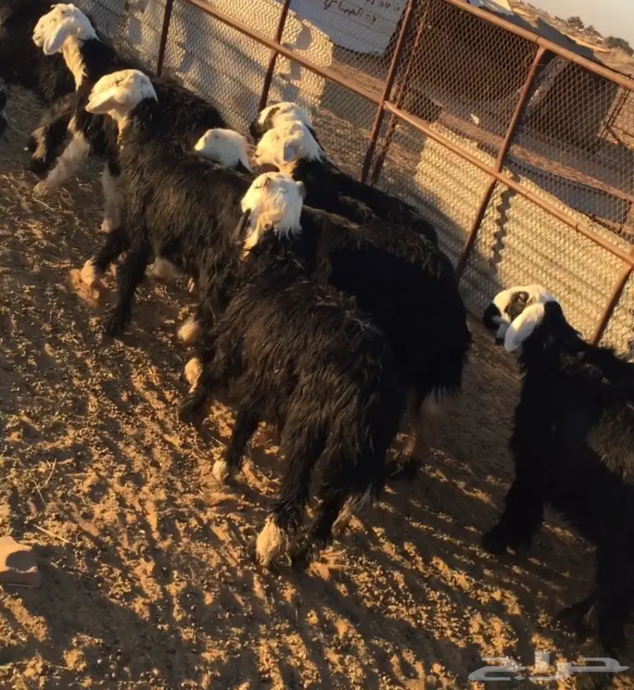 طليان نجد العدد 12 (image 2)