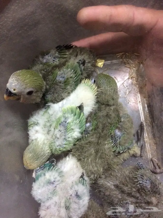 فروخ روز استثنائية للبيع - فرصة لا تعوض! (image 3)