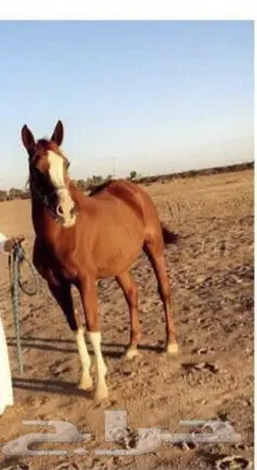 مهره عربية أصيلة - فرصة لا تُفوَّت! (image 3)