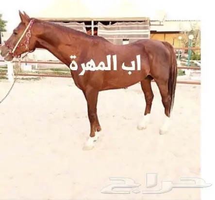 مهره عربية أصيلة - فرصة لا تُفوَّت!